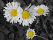 Judi Millar; Daisies
